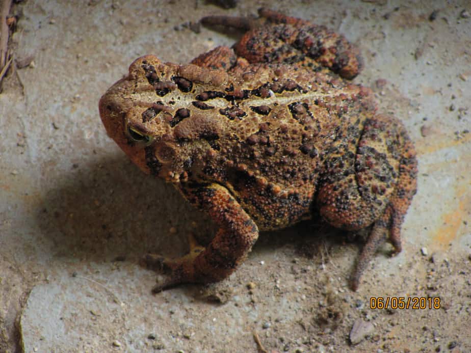 Mr. Toadwaller
